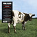 Pink Floyd : Atom Heart Mother-Remastered LP