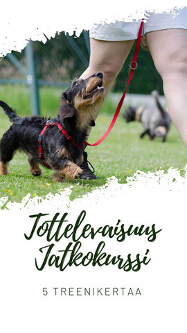 Perus- /jatkokurssi tottelevaisuus