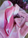 Beach Hammam Towel Pink