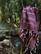 Hamam-pyyhe Sultan Premium Burgundy 175 x 95, 100%puuvillaa