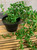 Silkkikasvi - Helmivillakko ruukussa
