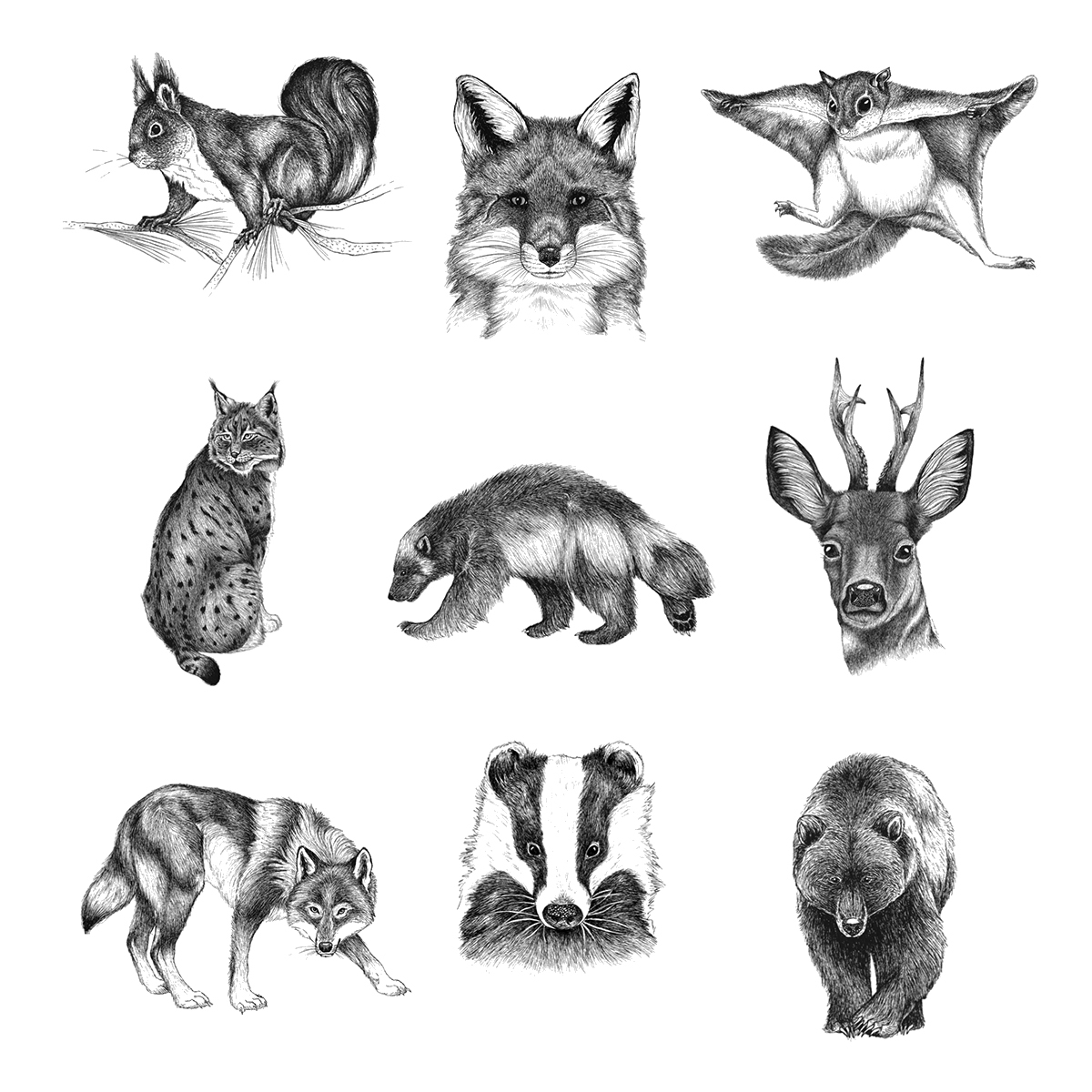 Pohjolan eläimet -korttisarja (9 erilaista korttia) – Luontokauppa