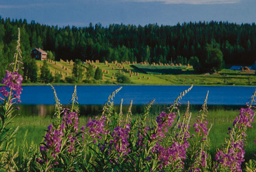 Kesäinen maisema -kortti