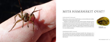Hämikki ja seitsemän seittiä