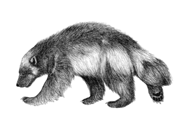 Pohjolan eläimet: Ahma