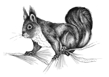 Pohjolan eläimet: Orava