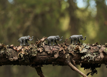 Takaisin luontoon -kortti: Kolme pientä elefanttia