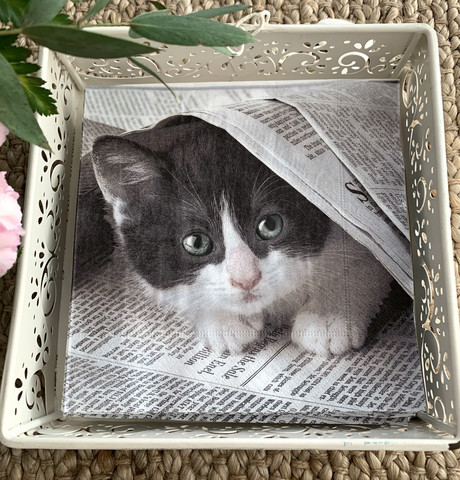 Paper napkin, cat