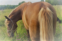 Onni -Together hevosenkenkä kaulakoru 45cm