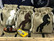 Horse candybag, black horse