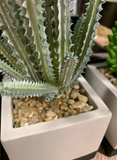Cactus
