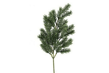Havuoksa, Pinus