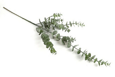 Eucalyptusoksa 79cm