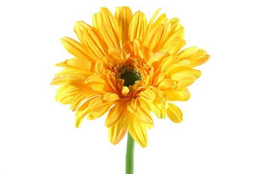 Gerbera, Leanne, keltainen