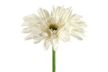 Gerbera, Leanne, valkoinen
