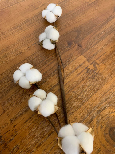 Puuvillaoksa, 79cm