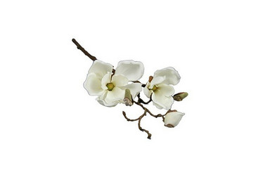 Magnoliaoksa, luonnonvalkoinen 48cm