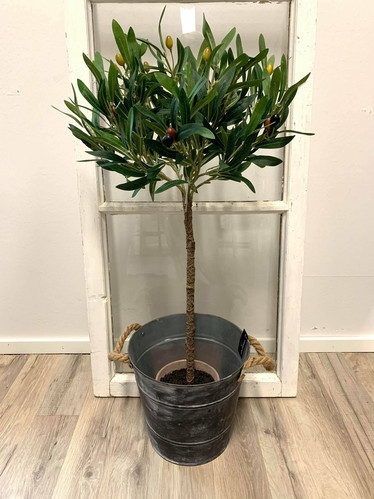 Oliivipuu, Olea, vihreä 75cm