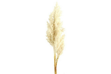 Jaloangervo vaalea 81cm