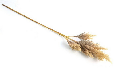 Jaloangervo vaaleanruskea 81cm