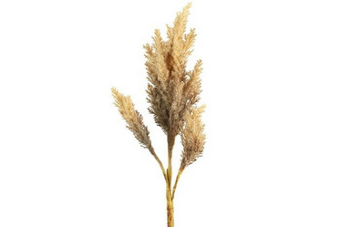 Jaloangervo vaaleanruskea 81cm