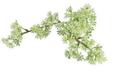 Prunus valkoinen 65cm