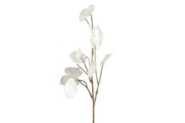 Lunaria biennis helmi 56cm