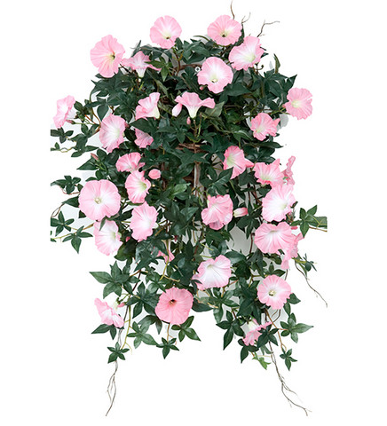 Tekokasvi Blomma för dagen vaalea pinkki