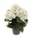 Tekokasvi hortensia valkoinen 30 cm