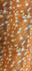 Bambi college
