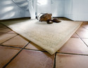 Sisal