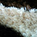 Karneval, beige 3