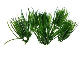 Vanilla grass, 7 cm, 6 pcs