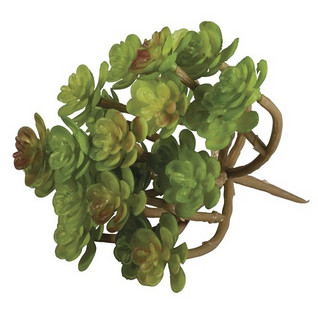 Succulent Sedum, 9,5 x 8 cm