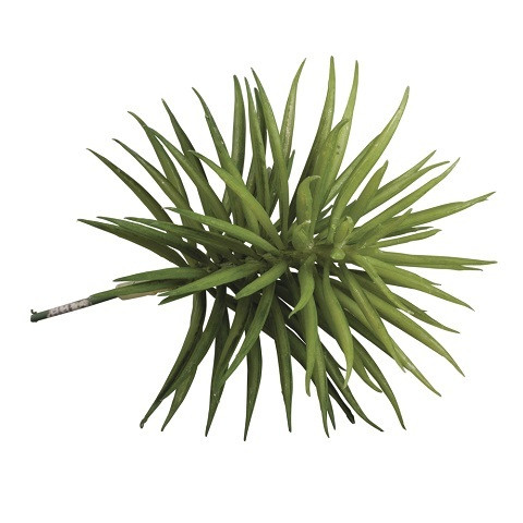 Succulent Senecio, 10 x 9,5 cm