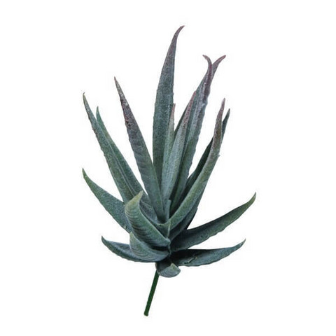 Aloe Vera, 10 cm