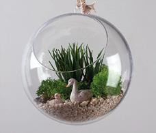 Vaniljgräs, 7 cm, 6 st