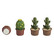 Kaktusar, blandade, 3 cm, 6 st