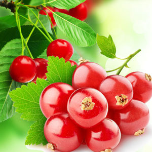 Punaherukka-tuoksuöljy (Nature's Garden Red Currant)