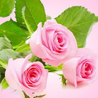 Ruusukimppu-tuoksuöljy (Nature's Garden Fresh Cut Roses)