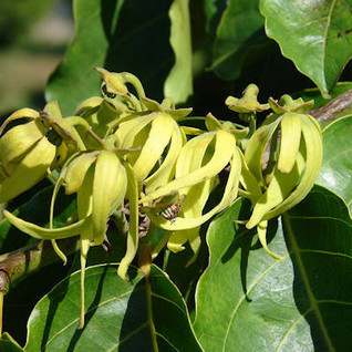Eteerinen ylang ylang I -öljy 10 ml