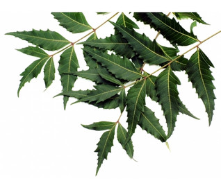 Neem-öljy 50 ml