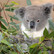 Eteerinen eukalyptusöljy