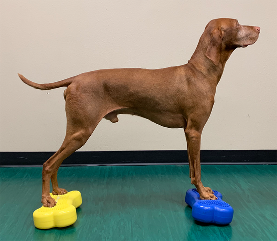 FitPAWS® Mini K9FITbones