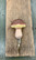 Käsin veistetty puinen sienikoukku, kolme erilaista, Wildlife Garden