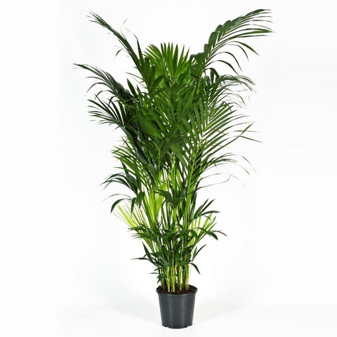 Kentia palm 230cm