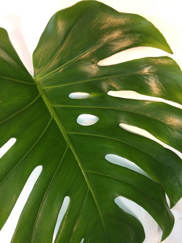 Plant stylist