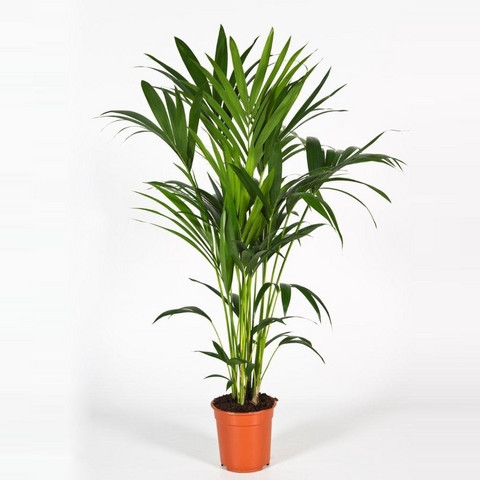 Howea palm 120cm