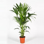 Howea palm 120cm