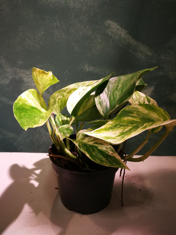 Epipremnum pinnatum Marble Queen